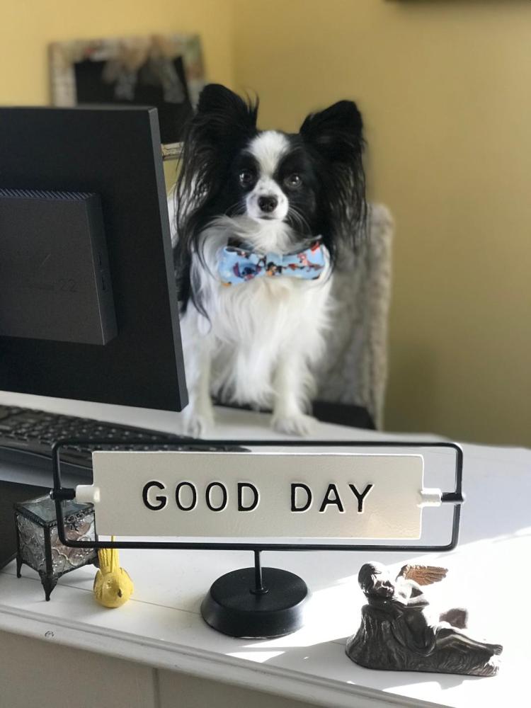 Sir Nigel Peppersass Morgan of Bradfordshire at his desk telling you to have a Good Day while showcasing one of his many bowties