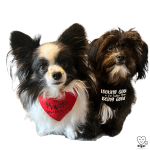 Nigel and Ollie - Happiness Ambassadors - two sibling dogs making a difference